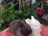 Cüce Tavşan (Nedherland Dwarf)