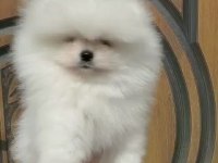 Pomeranian Boo Yavruları Köpekler