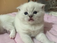 British Ve Scottish Fold Yavru Kediler