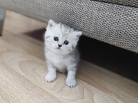 British Shorthair 1,5 Aylık