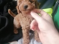 50 Günlük Tea Cup Toy Poodle Bebeklerim