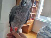 Full Evcil Yavru Jako Papağanı