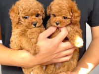 Toy poodle cinsi yavru köpeklerim