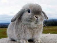 Yavru Hollanda Lop Tavşanı