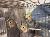 2 dişi ve 2 erkek sultan papağanı satılıktır!