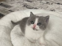 A kalite tuvalet eğitimli yavru kediler