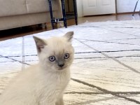 British Shorthair Erkek/Dişi Yavru