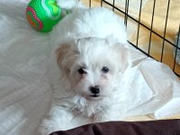 2.5 Aylık Maltipoo Köpeği