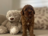 Maltipoo Yavruları 3 Aylık