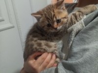 50 Günlük British Golden Yavrumuz