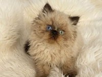 İran Himalayan - Odd Eyes