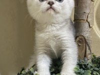 Dişi Ve Erkek 55 Günlük Scottish Ve British Yavru Kediler