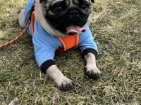 Eğitimli Bakımlı 1.5 Yaş Pug