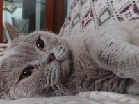 4 yaşında british shorthair acil sahiplendirme