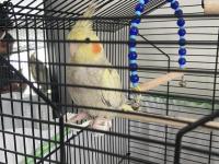 3 Aylık Sultan Papağanı