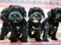 Yavru Minyatür Schnauzer