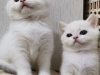 Scottish Straight Golden Point Erkek Kardeşler