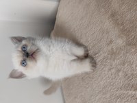 British Shorthair Yavruları