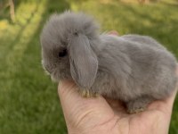 Hollanda Blue Lop Tavşanları Ve Beyaz Mavi Gözler