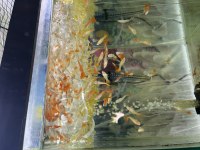 Safkan Albino Full Red Moscow Blue Lepistes