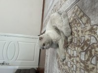 Scottish fold beyaz kısa kulak