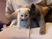 Safkan dişi british shorthair ve safkan erkek ankara kedisi