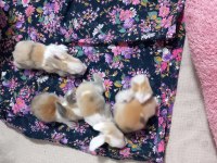 Teddy Lop Tavşan Yavruları