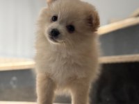 Pomeranian Spitz Sevimli Dost