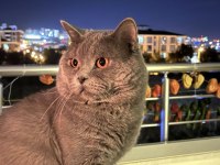 Kedimiz duman yeni yuvasını arıyor