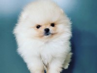 Ayı Surat Pomeranian Yavruları