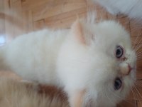 Güzel İran Kedisi Kızımız