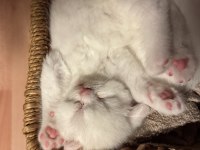 British Shorthair Kedilerimize Güzel Bakabilecek Aile Arıyoruz