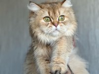 Golden British Longhair Kızımıza Kalıcı Yuva Arıyoruz