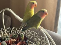 Satılık erkek ve dişi çift kuşlar