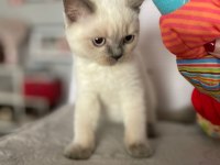 Acil Scottish Straight Yavru İlanı