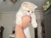 2 Tane Yavru Kedim Var Ücretli Sahiplendireceğim