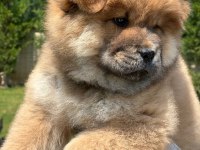 Chow Chow Köpeği Yavruları