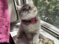 Şecereli Babadan British Shorthair Yavrular