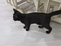 Kara Dut Dişi Kedimiz