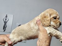 Son 2 Dişi Yavru Amerikan Cocker