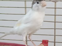 10 Aylık Erkek Ötümde Kanarya