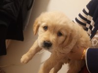 Baby face golden retriever dişi yavru