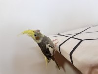 Sultan Papağanı Sahiplendirilecektir