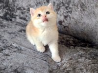 Miyavvvvv ny11 kedimiz