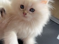 3 aylık british longhair