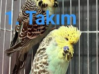 Üst vasıf show takım muhabbet kuşlar