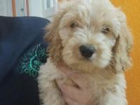 3 Aylık Dişi Ve Erkek Poodle