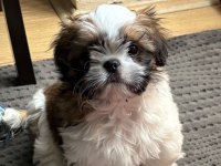 6 aylık shih tzu rio yuva arıyor