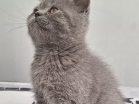 Yavru british shorthair