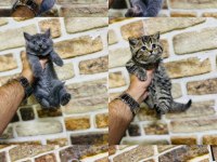 British shorthair yavrularımız hazır